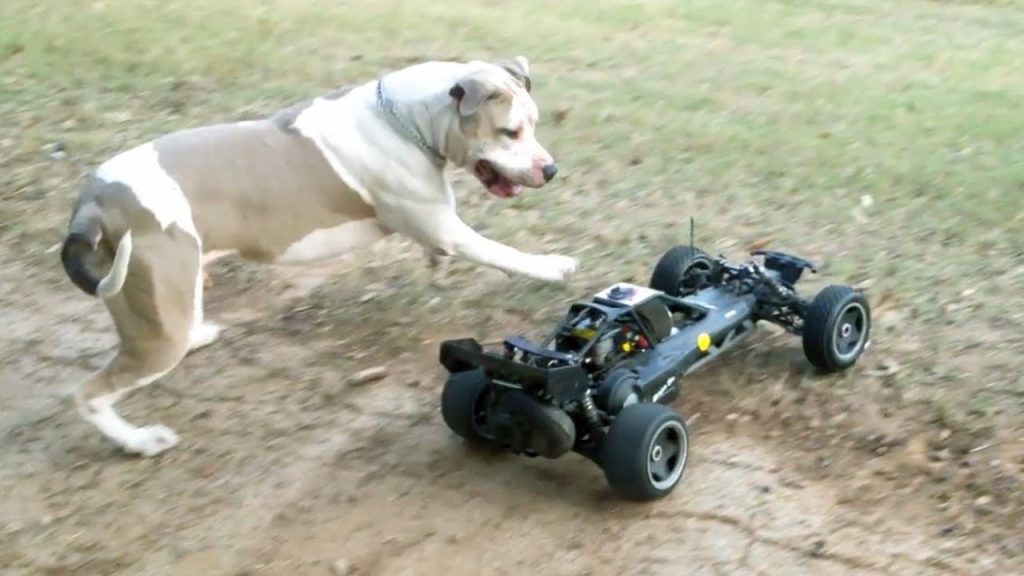 Rc Car for Dogs